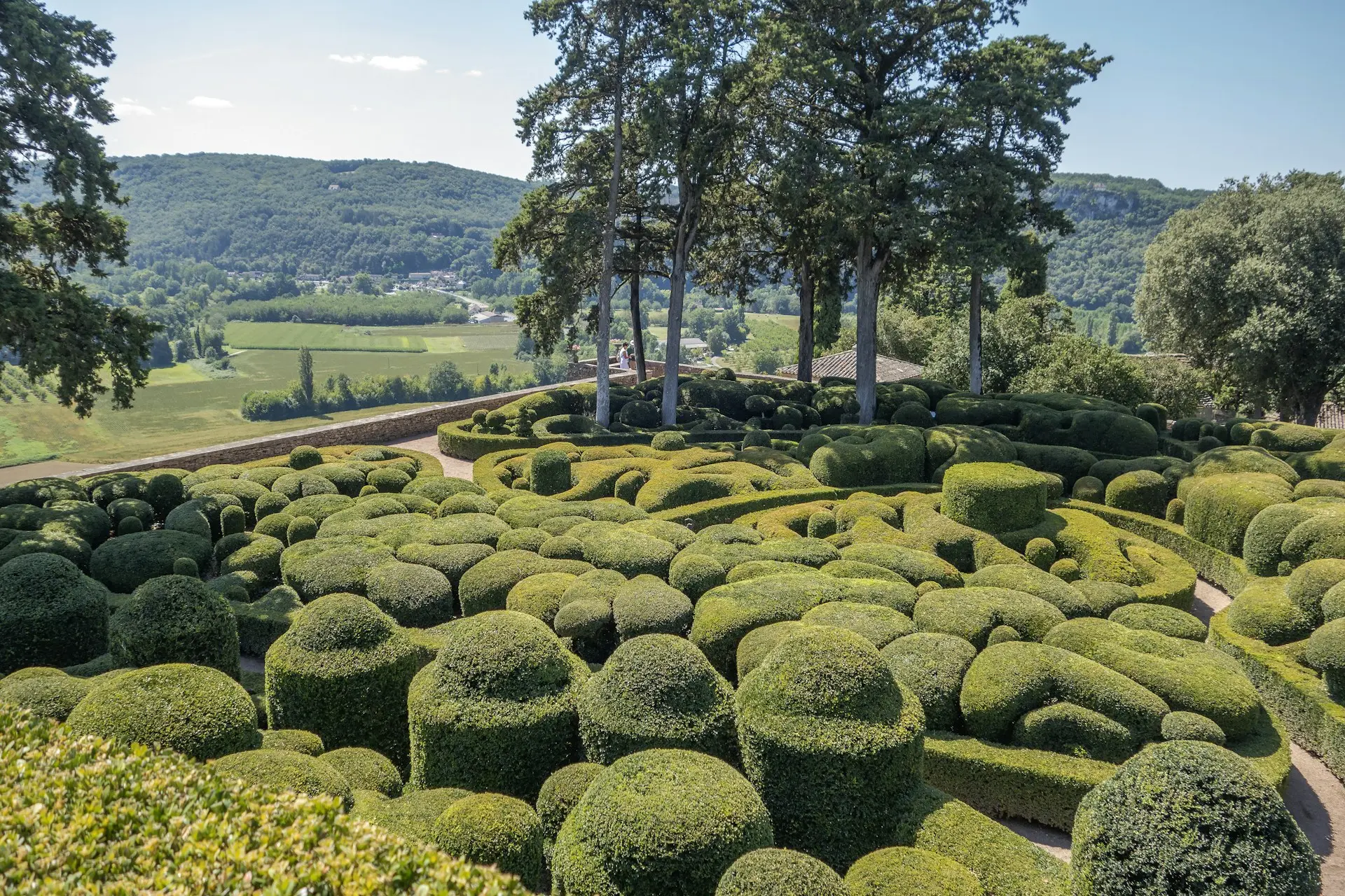 a garden with a lot of bushes and trees